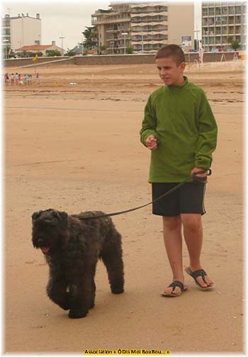 Bouvier des Flandres Association Ô Dis Moi BouBou